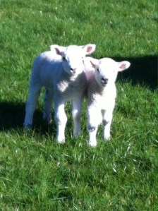 two lambs