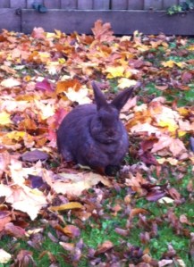 Autumn rabbit