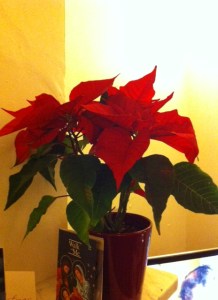 poinsettia