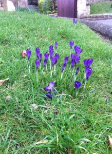 crocuses 2015