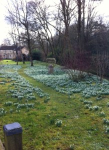 snowdrops