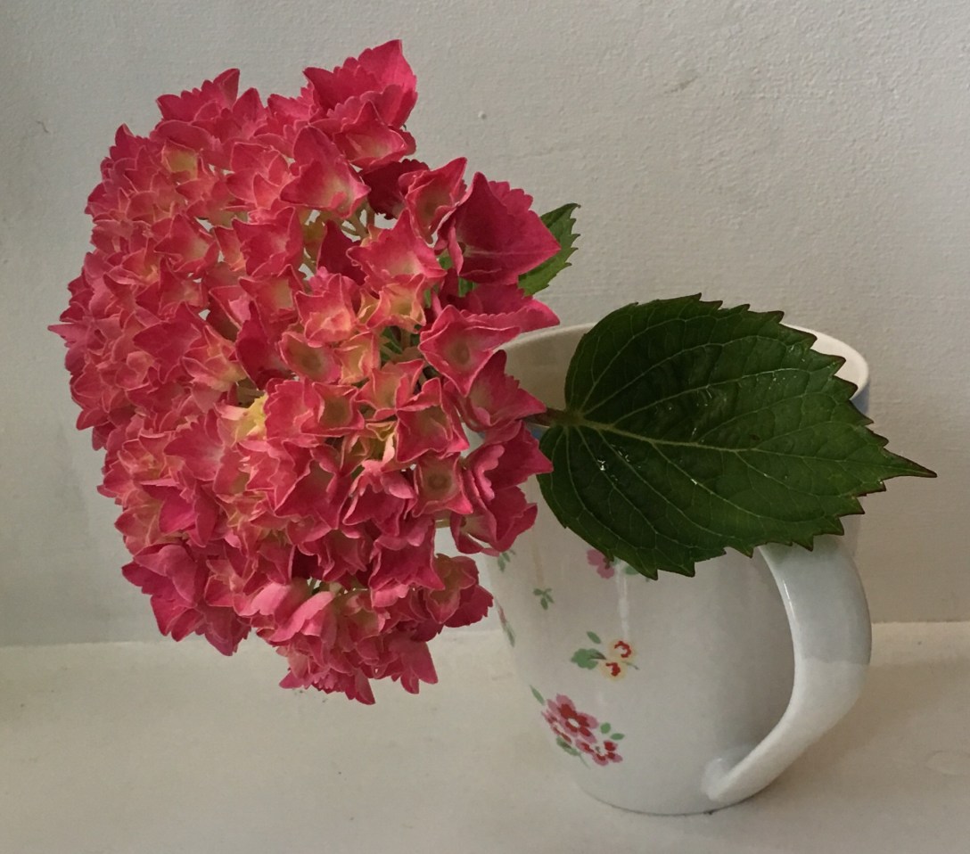 The image is of a pink hydrangea flower in a china mug