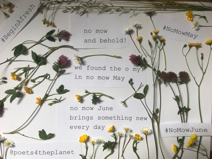 We found the O My! in No Mow&nbsp;May