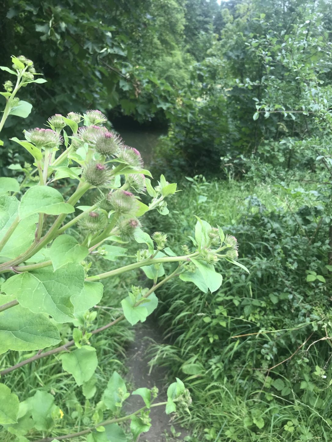 overgrown greenery on a pathway