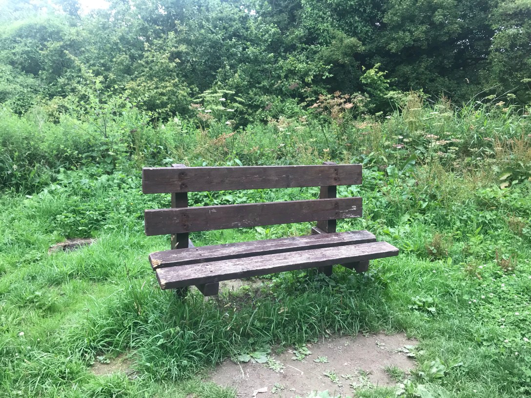 An empty bench in front of rough grass