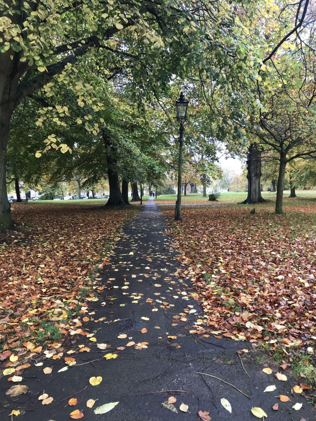 A path covered in fallen golden leaves leading towards greenish trees