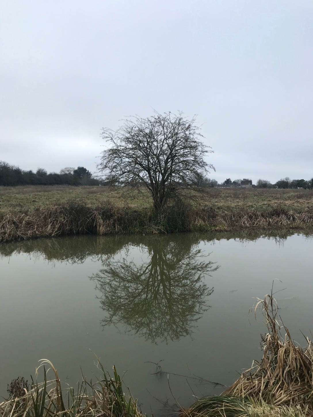 an image of a tree photographed by a still canal so that the tree's reflection is clearly visible