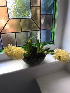 the image shows two hyacinths growing sideways because of the weight of the flowerheads