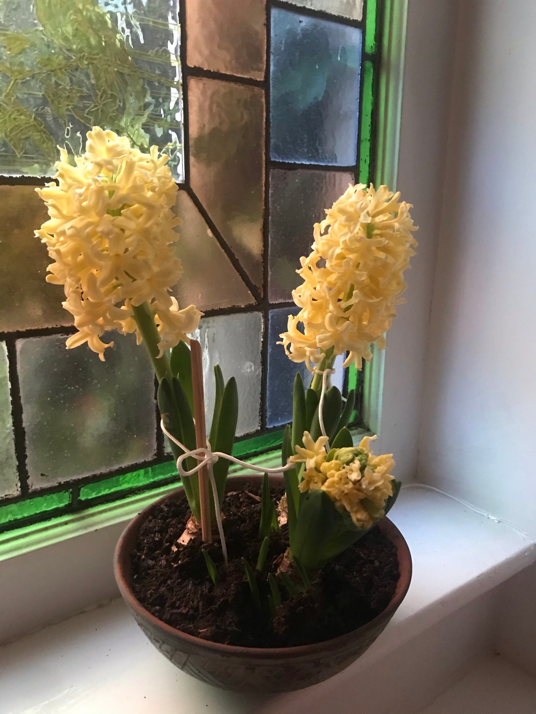 the image shows two hyacinth bulbs tied with string to keep them upright