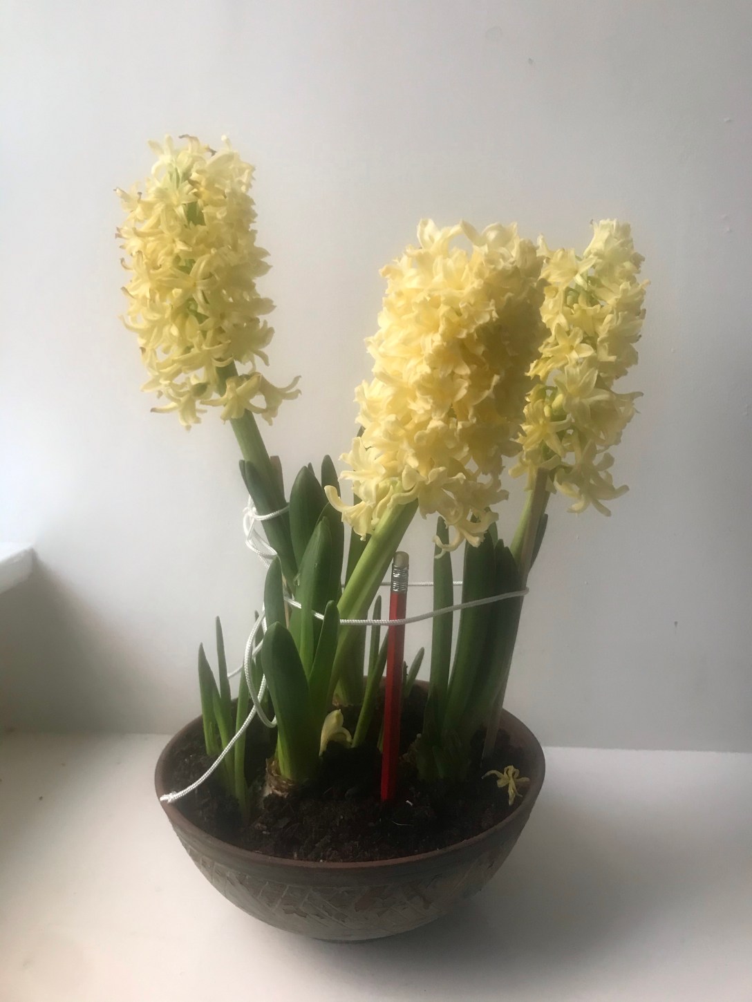 The image is of a bowl of three blooming hyacinths, supported by chopsticks, a pencil, and string.