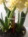 The image shows hyacinths blooming, in some pictures the flowers have fallen over, in others they are supported with string, chopsticks, and a pencil.