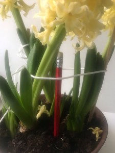 The image shows hyacinths blooming, in some pictures the flowers have fallen over, in others they are supported with string, chopsticks, and a pencil.
