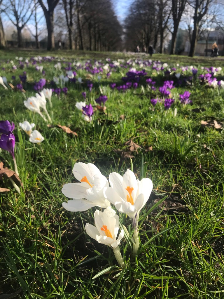 the image is of crocuses growing on grass in a park, February 2021