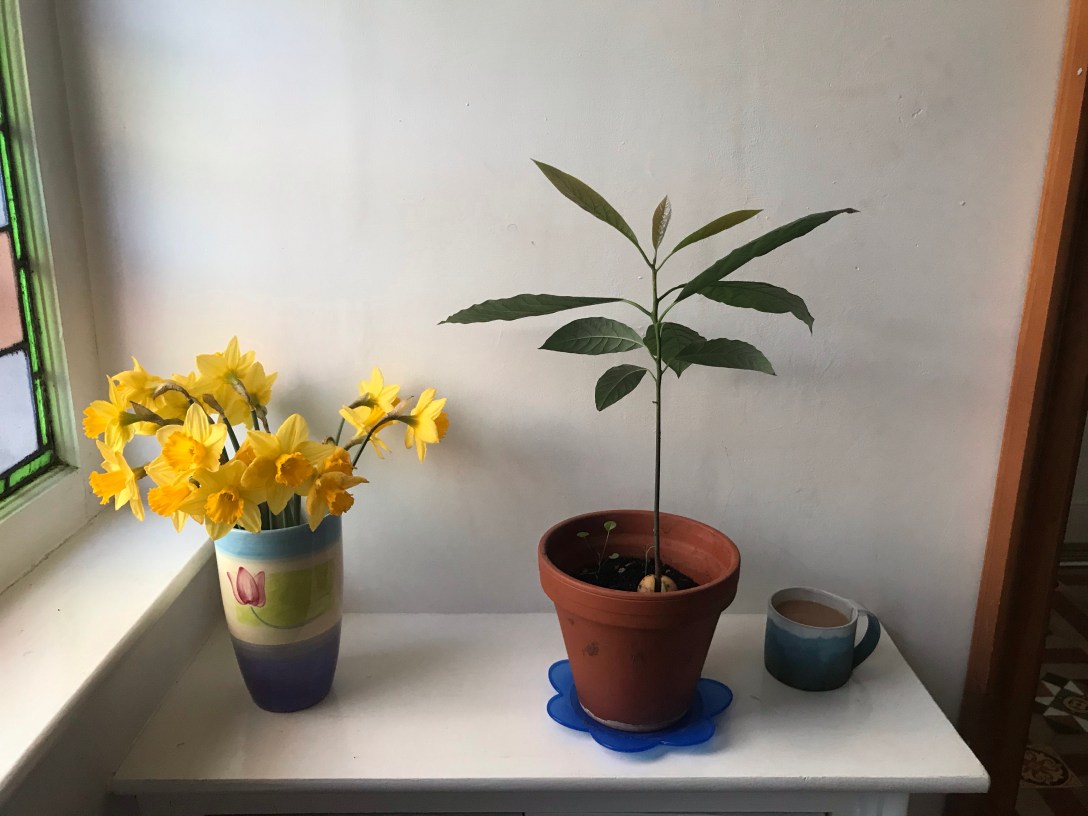 the image is of daffodils in a vase and an avocado plant and a cup of tea on a shelf
