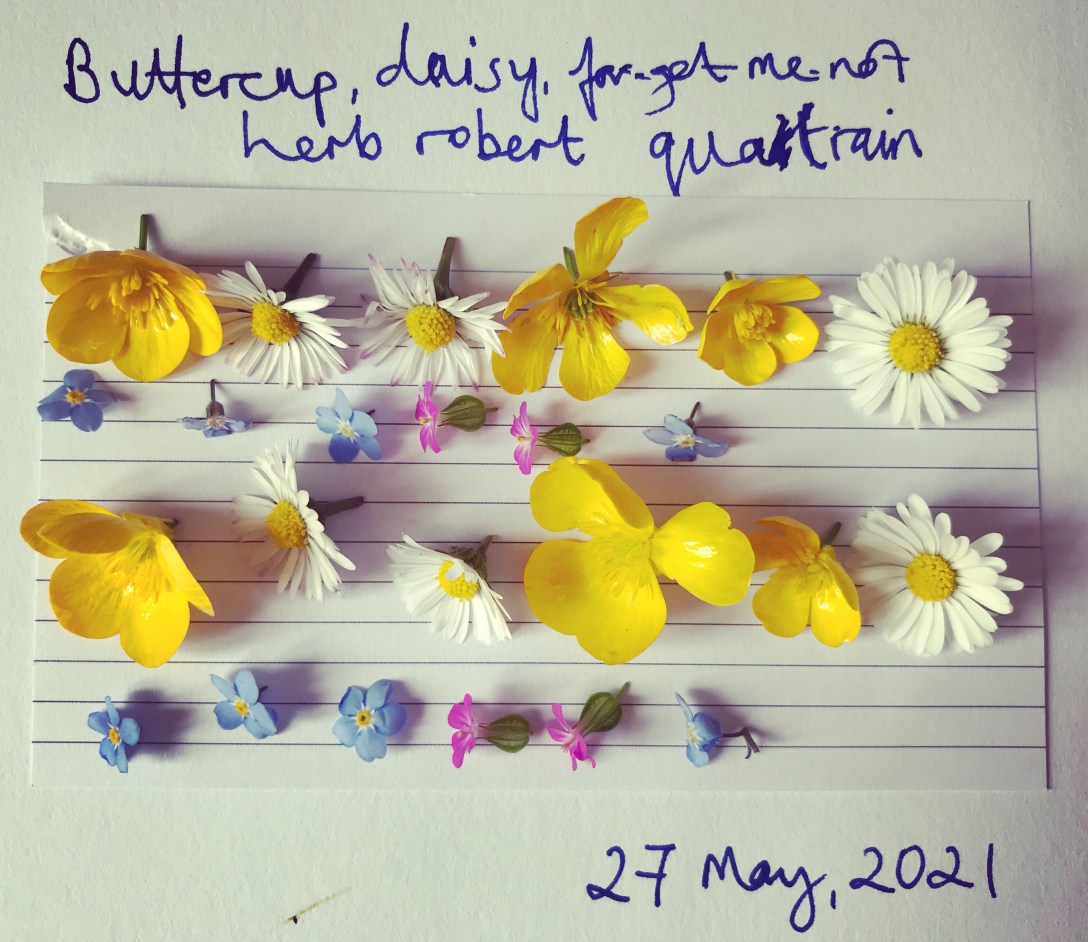The image is of petals of buttercups, forget-me-nots, herb robert and daisies arranged in lines like a quatrain