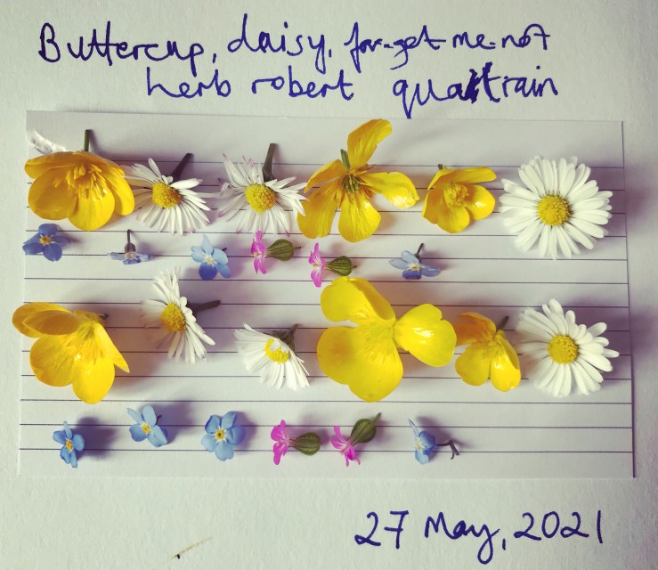 The image is of petals of buttercups, forget-me-nots, herb robert and daisies arranged in lines like a quatrain
