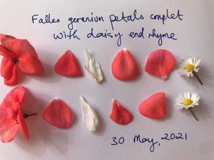 The image is of petals of geraniums and daisies arranged in two lines like a couplet