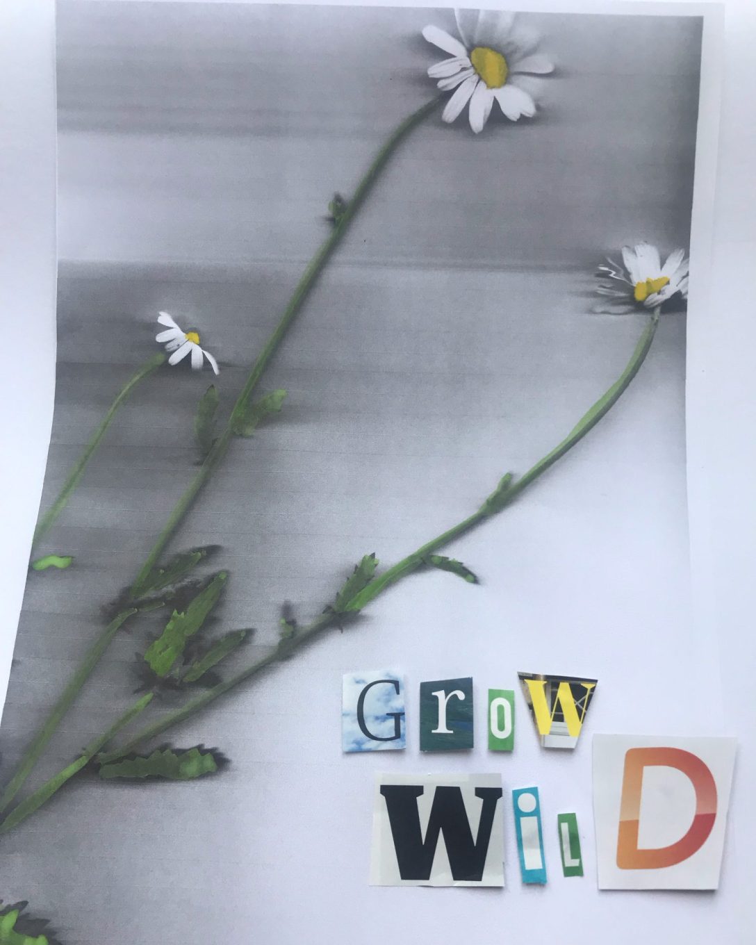 The image is of oxeye daisies photocopied and painted by Josephine Corcoran, with the words 'Grow Wild' added