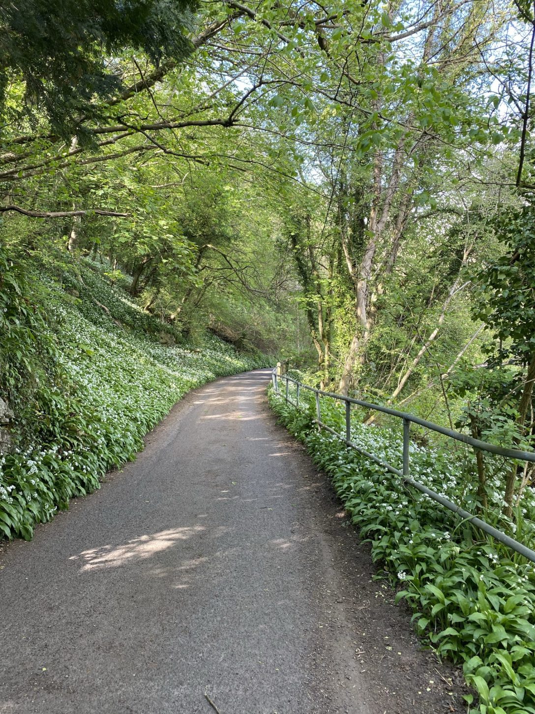The image is of a country road surrounded by greenery