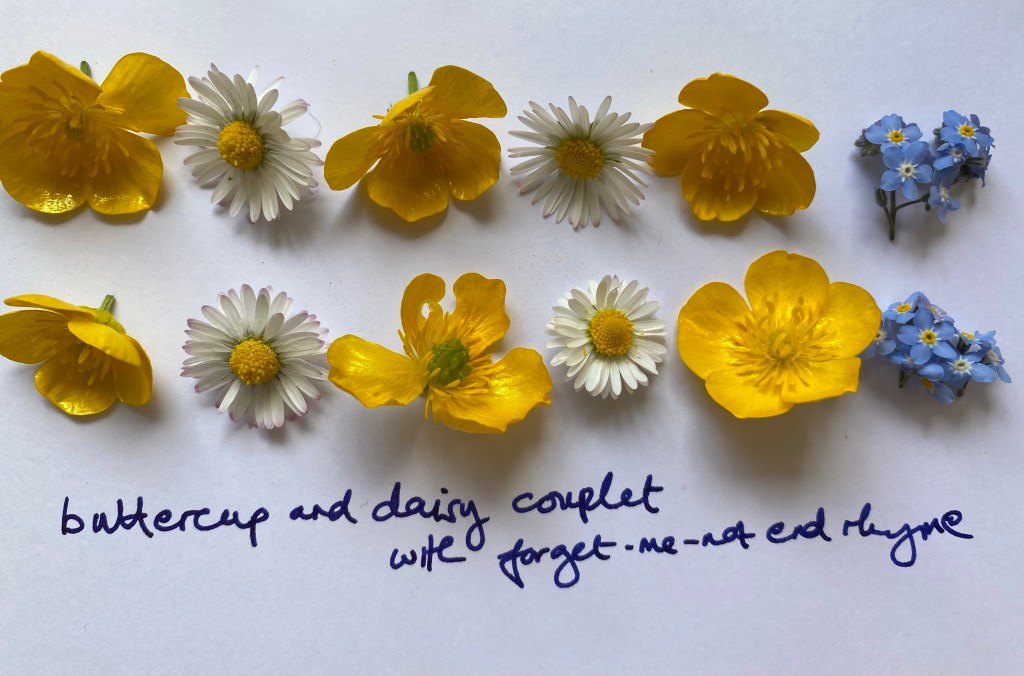 Heads of buttercups, daisies and forget-me-nots laid out in two lines as in a poem. Handwritten text reads "buttercup and daisy couplet with forget-me-not end rhyme".