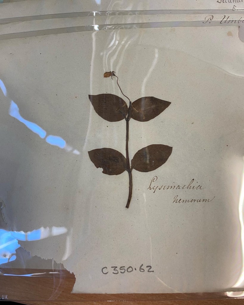 A dried flower on a white page under clear cellophane.