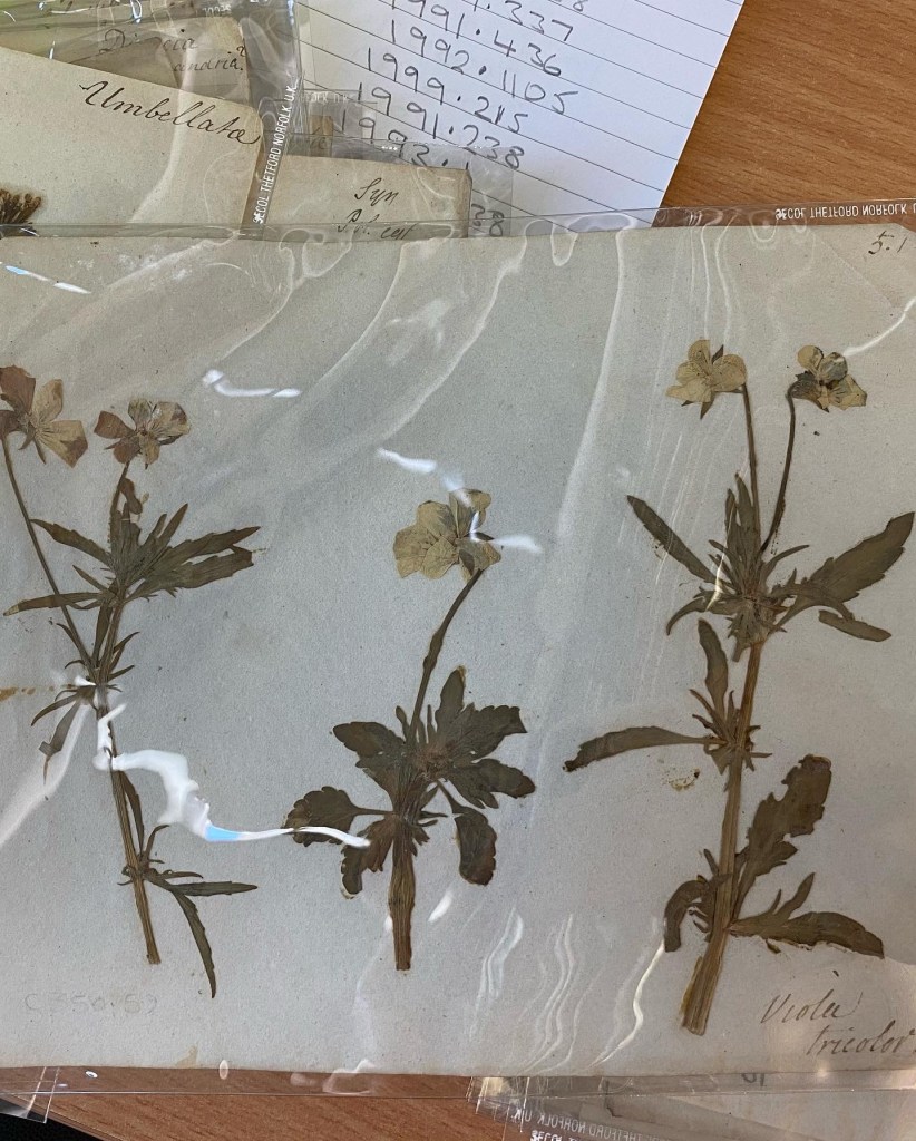 Dried flowers on a white page under clear cellophane.