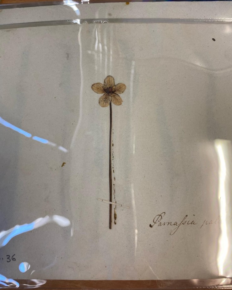 Flowers, visual poetry and George Crabbe’s herbarium in a workshop at Trowbridge&nbsp;Museum