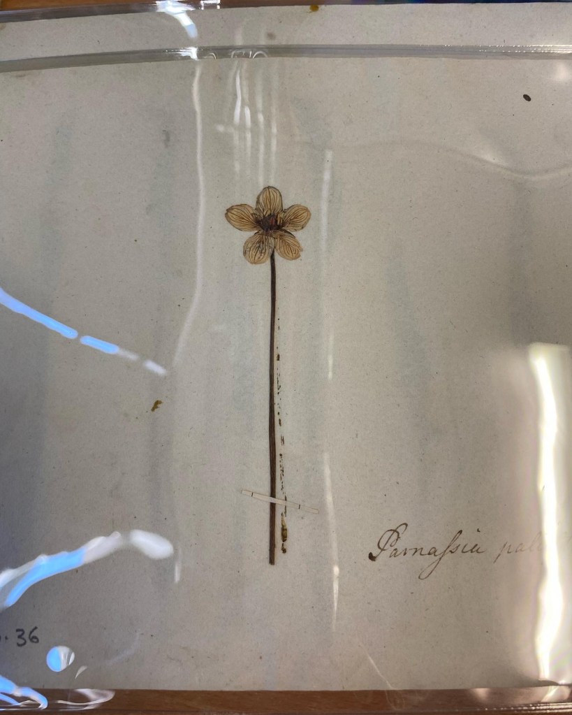 A dried flower on a white page under clear cellophane.