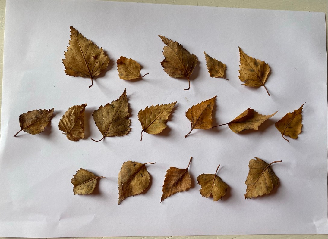 fallen leaves arranged in three lines as if a visual haiku