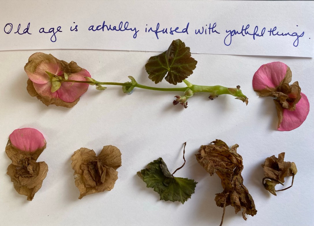 A fallen branch of a begonia plant, leaves and flowers in varying states of decay arranged in two lines as if a poem. Handwritten text reads 'old age is actually infused with youthful things'.