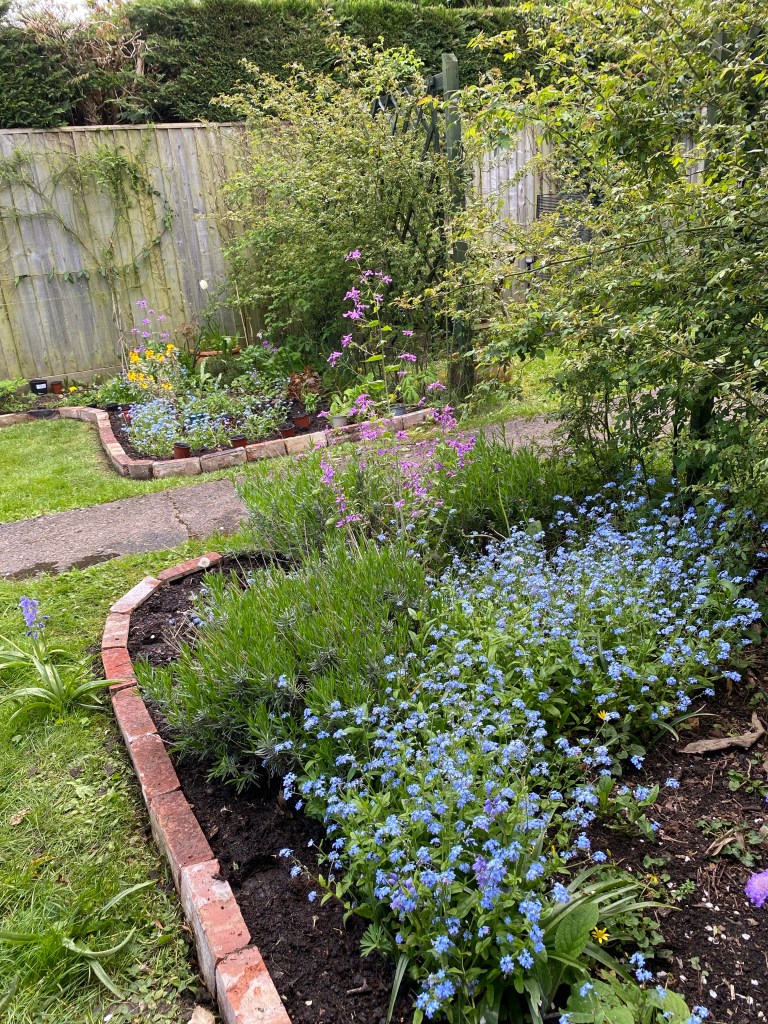 forget-me-nots and other wildflowers in a flowerbed edged with reclaimed bricks