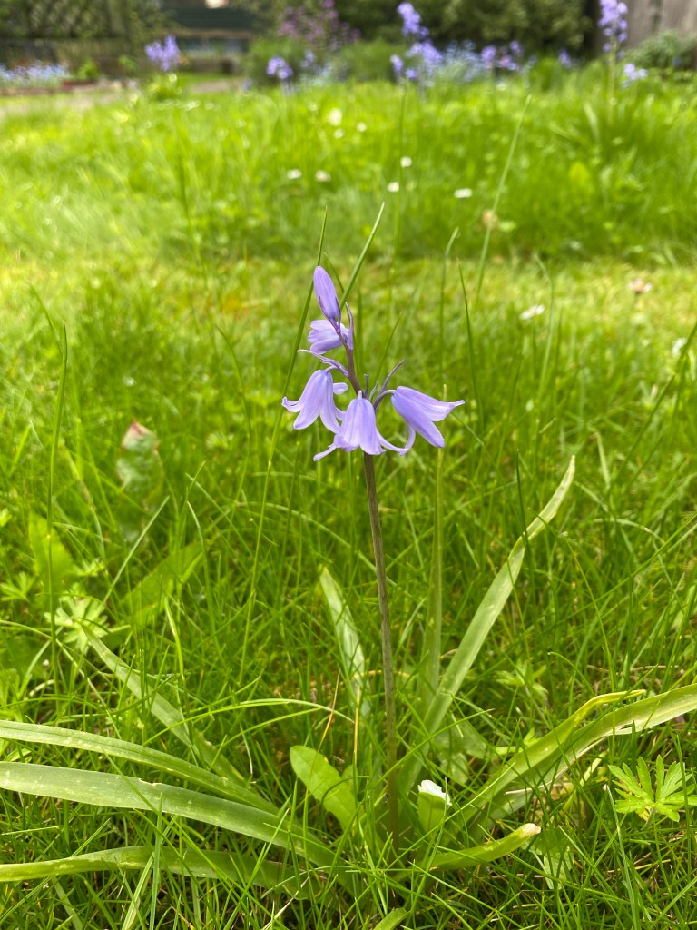 bluebell growing from grass
