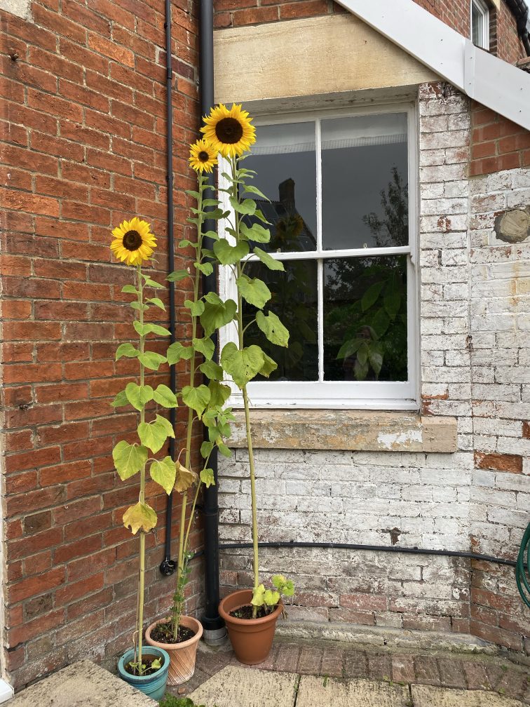 Sunflowers growing in posts outside a sash window by a crumbling white painted brick wall